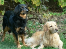 Babocsai Jolly and Tilda
