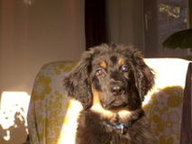 puppy Mengo