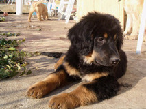 puppy Mengo