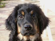 puppy Mengo