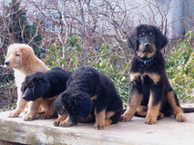 puppy Mengo