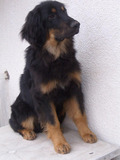 puppy Mengo